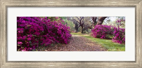 Framed Magnolia Plantation and Gardens, Charleston, South Carolina Print
