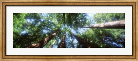 Framed Muir Woods, Redwoods, CA Print