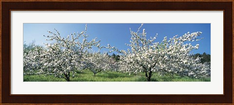 Framed Apple Blossom Trees, Norway Print