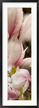 Framed Water Drops on Pink Magnolias Print