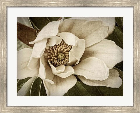 Framed Classic Magnolia I Print
