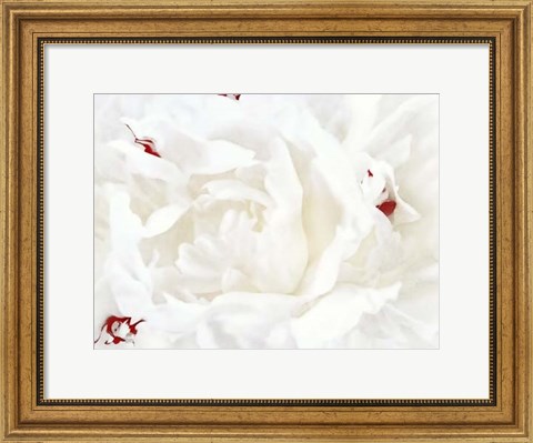 Framed White Linen Peony I Print