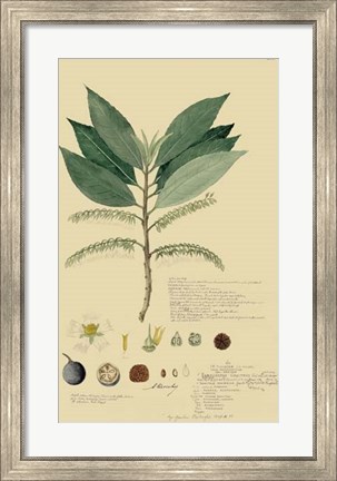 Framed Tropical Descubes III Print