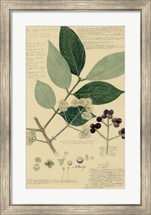 Framed Descubes Foliage &amp; Fruit I Print