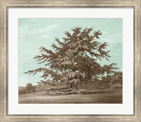 Framed Serene Trees VI Print