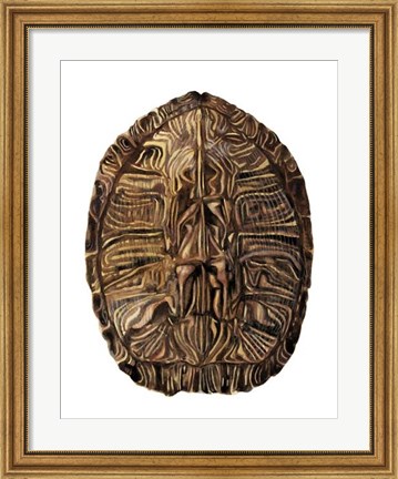 Framed Tortoise Shell Detail II Print