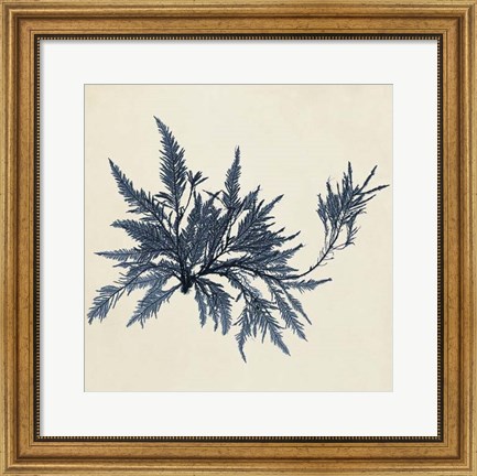 Framed Coastal Seaweed VII Print