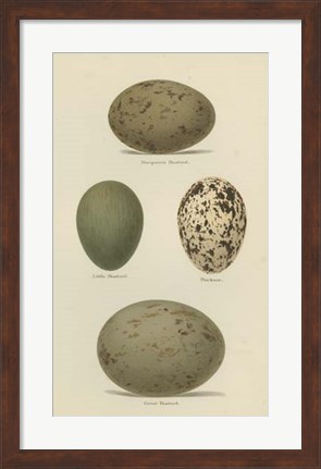 Framed Antique Bird Egg Study V Print