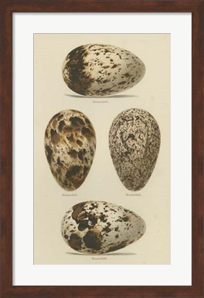 Framed Antique Bird Egg Study VI Print