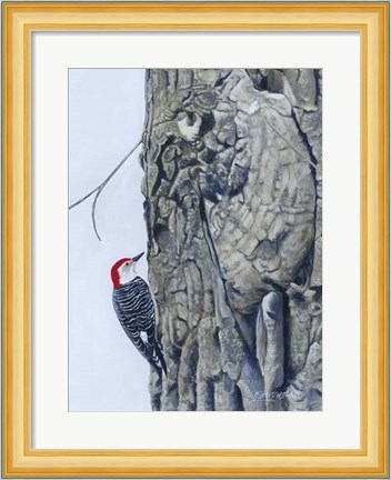 Framed Red Bellied Woodpecker I Print