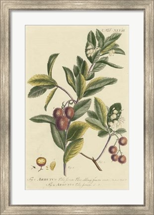 Framed Miller Foliage &amp; Fruit I Print