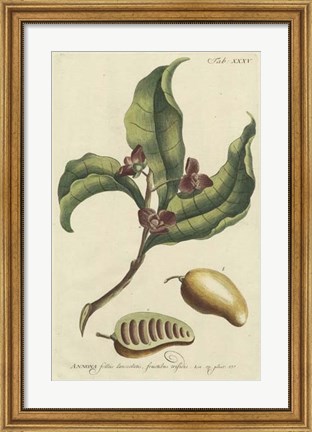 Framed Miller Foliage &amp; Fruit II Print