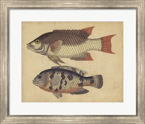 Framed Species of Fish IV Print