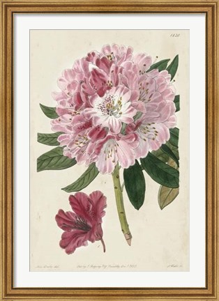Framed Imperial Floral III Print
