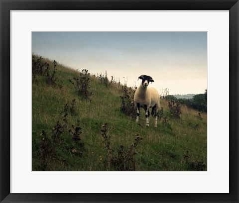 Framed Wooly Friends II Print