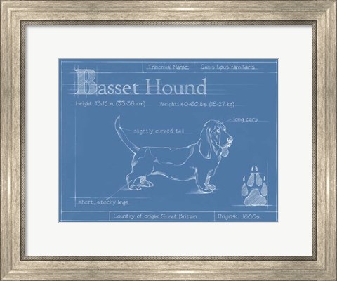 Framed Blueprint Basset Hound Print