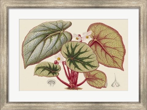 Framed Begonia Varieties IV Print
