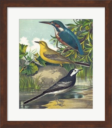 Framed King-fisher &amp; Wagtails Print