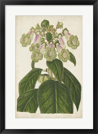 Framed Foxglove Botanical Print