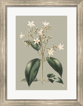Framed Botanical Cabinet I Print