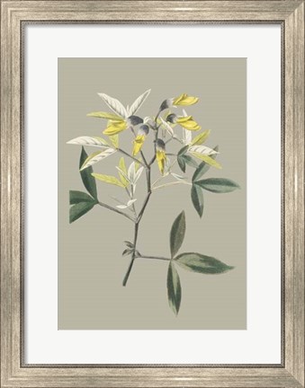 Framed Botanical Cabinet VI Print