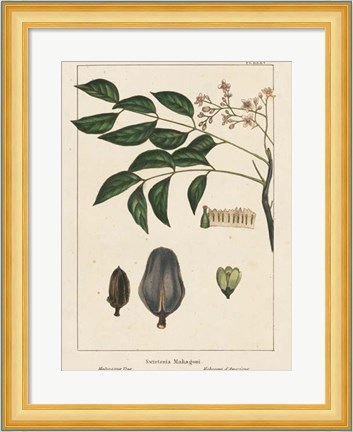 Framed Mahogany Tree Print