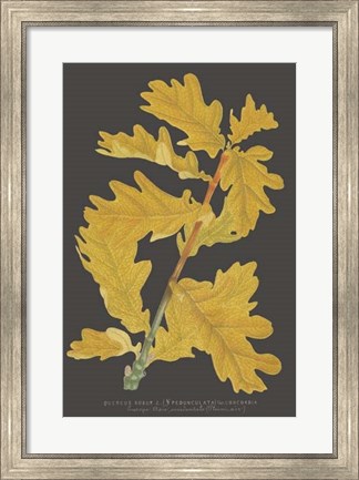 Framed Trees &amp; Leaves IV Print