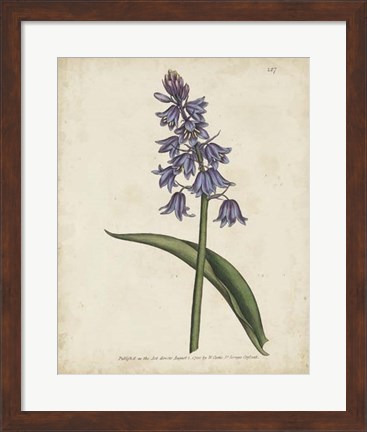 Framed Lavender Curtis Botanicals II Print