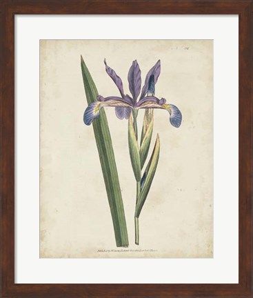 Framed Lavender Curtis Botanicals III Print