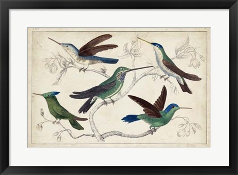 Framed Hummingbird Gathering I Print