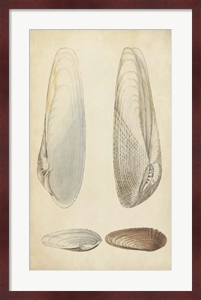 Framed Marine Mollusk II Print