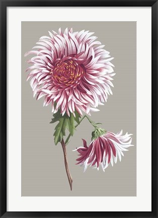 Framed Chrysanthemum on Gray III Print