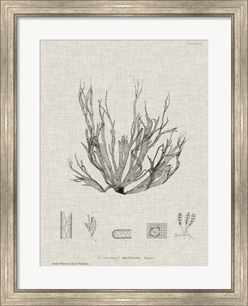 Framed Charcoal &amp; Linen Seaweed I Print