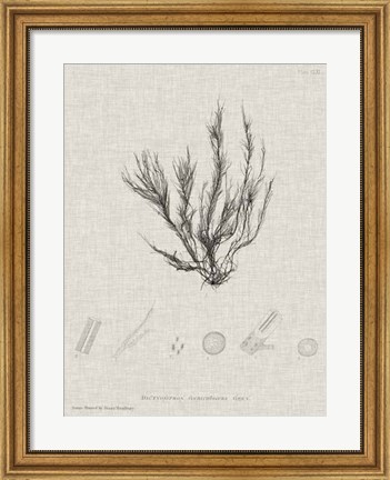 Framed Charcoal &amp; Linen Seaweed VI Print