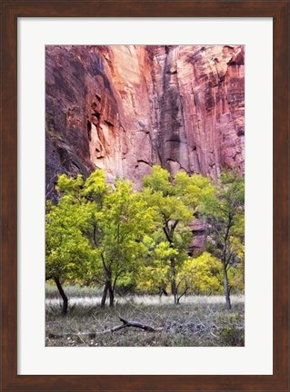 Framed Canyon Cottonwoods Print
