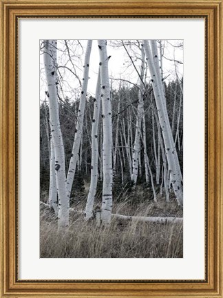 Framed Pale Bark I Print