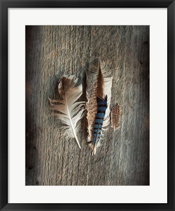 Framed Feather Collection III Print