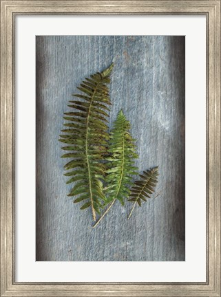 Framed Woodland Fern VI Print
