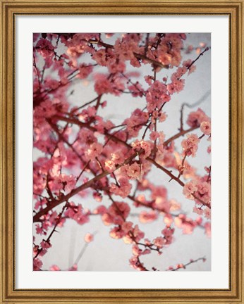 Framed Cherry Blossoms I Print