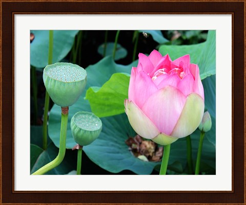Framed Purple Lotus I Print