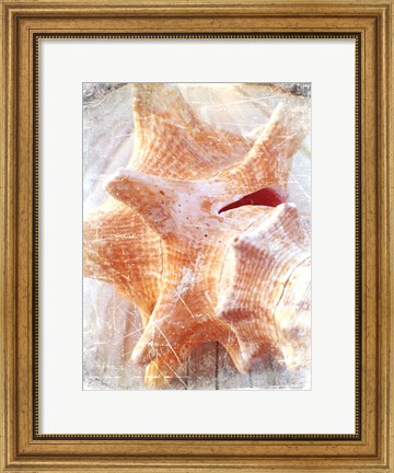 Framed Conch I Print
