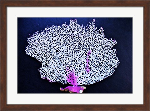 Framed Coral On Navy I Print