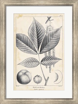 Framed Vintage Hickory Tree Print