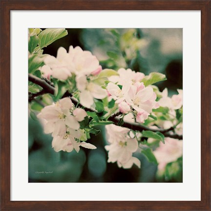 Framed Apple Blossoms I Print