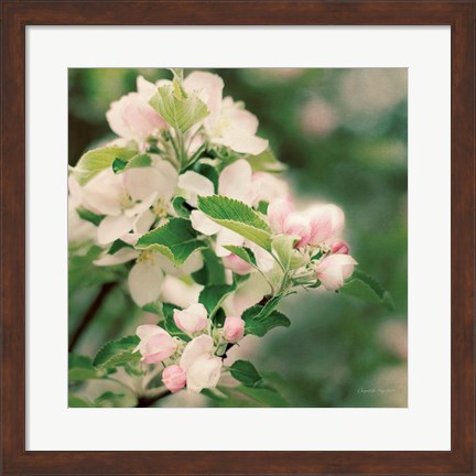 Framed Apple Blossoms II Print
