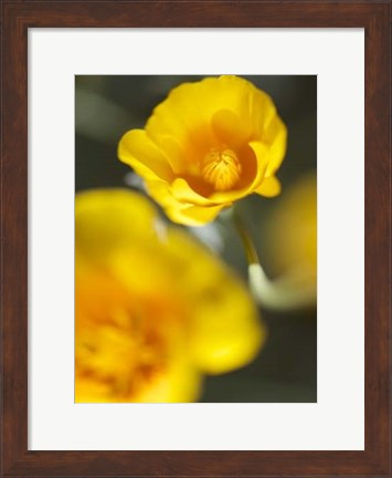 Framed California Poppy I Print