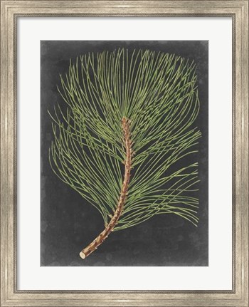 Framed Dramatic Pine III Print