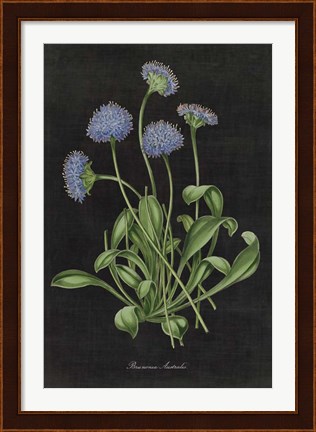 Framed Botanical on Black Chart VII Print