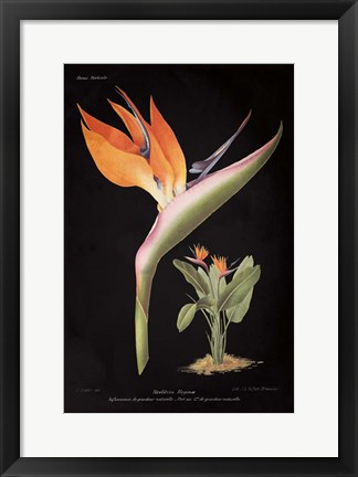 Framed Strelitzia Reginoe on Black Print