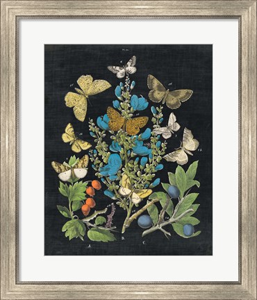 Framed Butterfly Bouquet on Black II Print